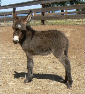 Click photo to enlarge image