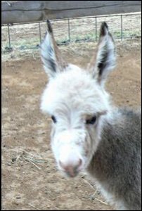 Click photo to enlarge image