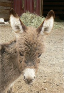 Click here to enlarge this picture.