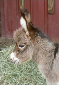 Click here to enlarge this picture.