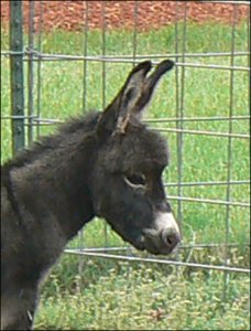 Click here to enlarge this picture.