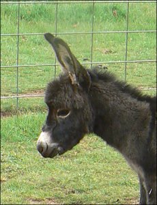 Click here to enlarge this picture.