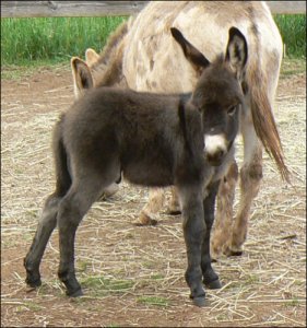 Click here to enlarge this picture.