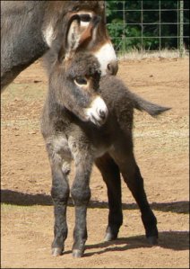 Click here to enlarge this picture.