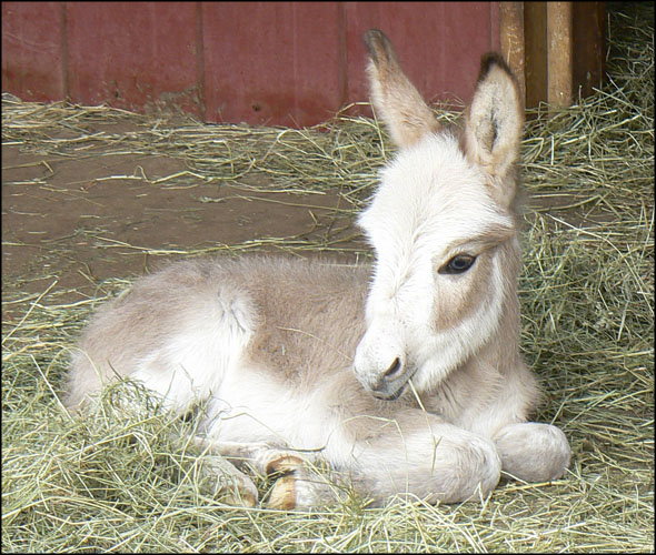 Click here to enlarge this picture.