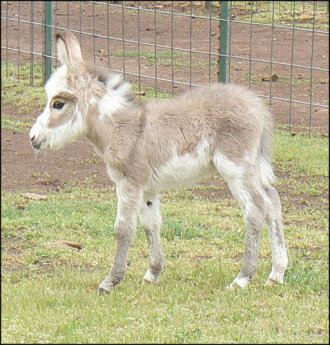 Click here to enlarge this picture.