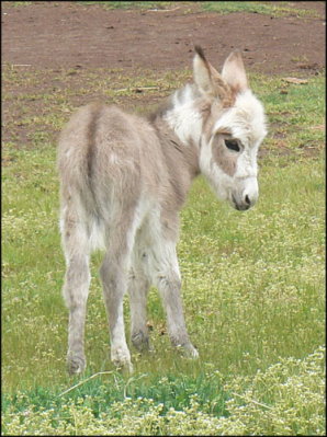 Click here to enlarge this picture.