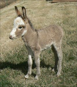 Click here to enlarge this picture.