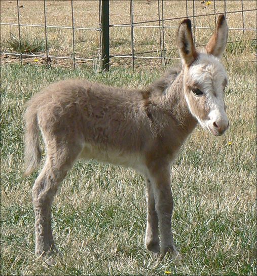 Click here to enlarge this picture.