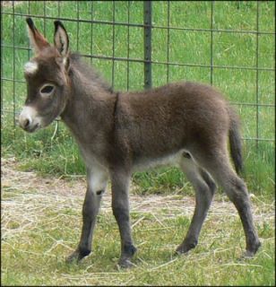 Click here to enlarge this picture.