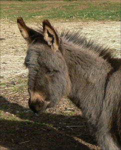 Click here to enlarge this picture.