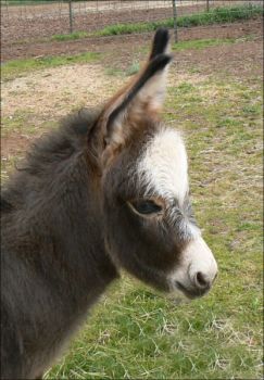 Click here to enlarge this picture.