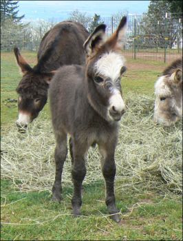 Click here to enlarge this picture.