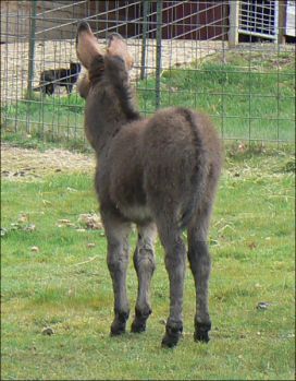 Click here to enlarge this picture.