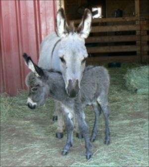 Click here to enlarge this picture.