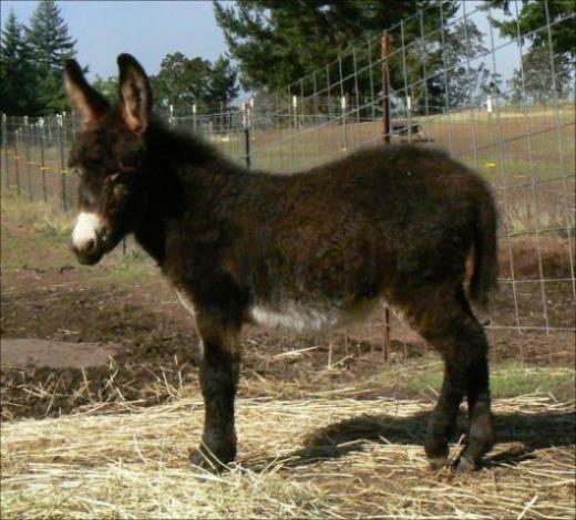 Click here to enlarge this picture.