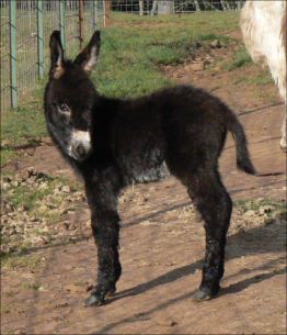 Click here to enlarge this picture.