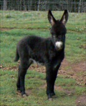 Click here to enlarge this picture.