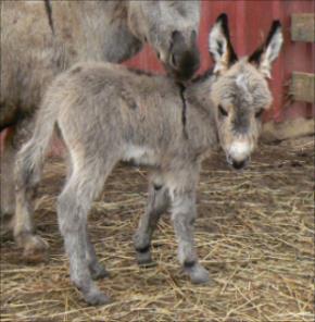 Click here to enlarge this picture.