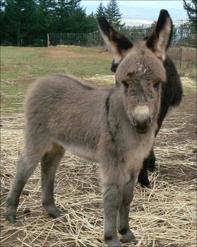 Click here to enlarge this picture.