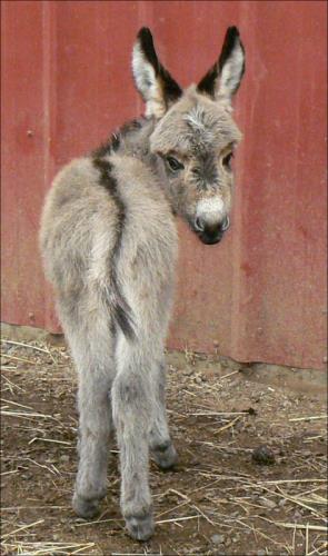 Click here to enlarge this picture.