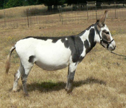 Click here to enlarge this picture.