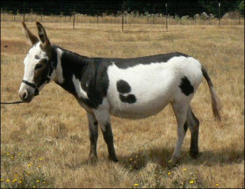 Click here to enlarge this picture.