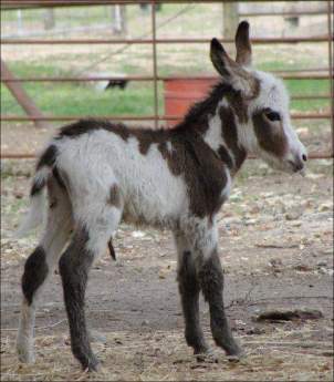 Click here to enlarge this picture.