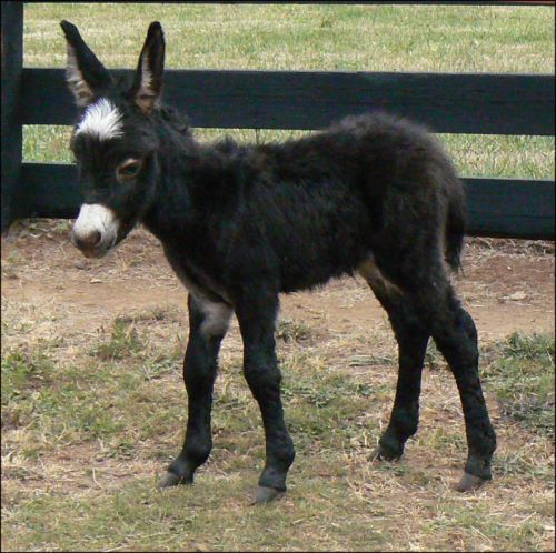 Click here to enlarge this picture.