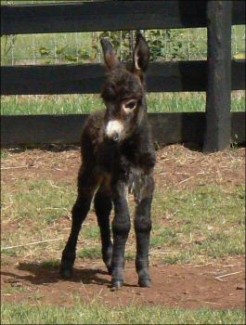 Click here to enlarge this picture.