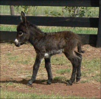 Click here to enlarge this picture.