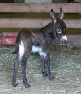 Click here to enlarge this picture.