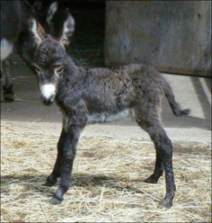 Click here to enlarge this picture.