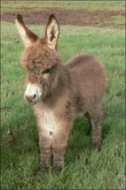 Click here to enlarge this picture.