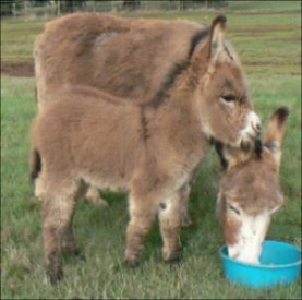 Click here to enlarge this picture.