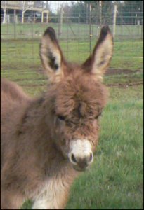 Click here to enlarge this picture.