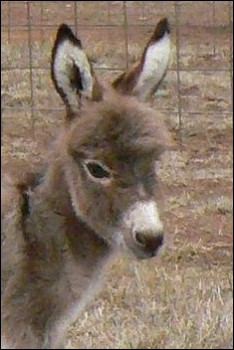 Click here to enlarge this picture.