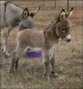 Click here to enlarge this picture.