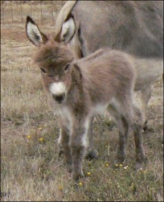 Click here to enlarge this picture.