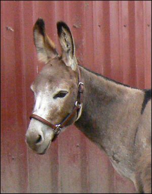 Click here to enlarge this picture.