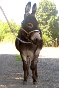 Click here to enlarge this picture.