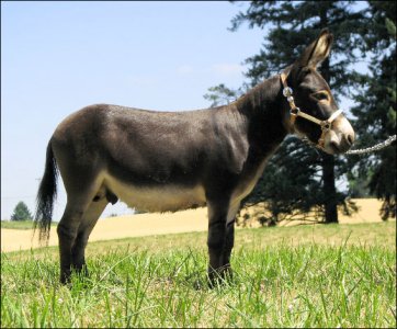 Click here to enlarge this picture.