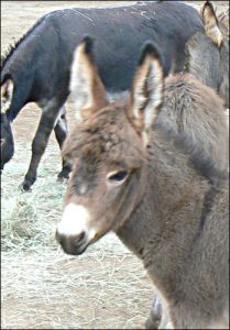 Click photo to enlarge image