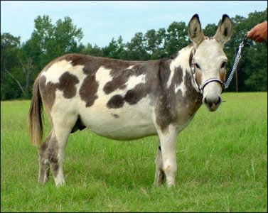 Click here to enlarge this picture.