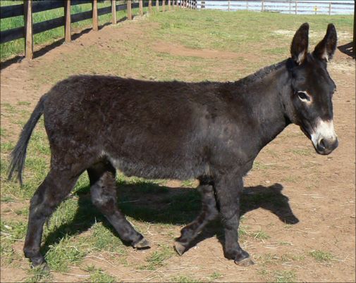 Click photo to enlarge image