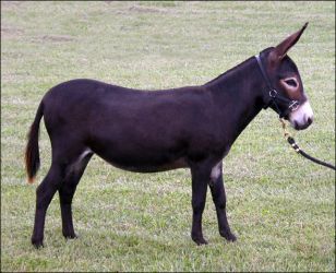 Click photo to enlarge image