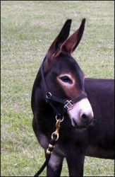 Click photo to enlarge image