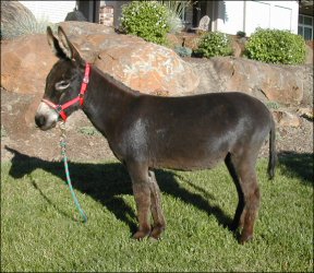 Click here to enlarge this picture.