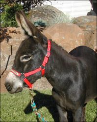 Click here to enlarge this picture.