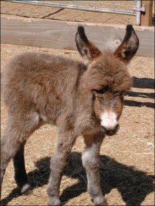 Click here to enlarge this picture.